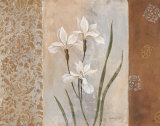 Iris in the Mist