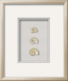 Pearlescent Delphinula Shell on Silver Mist (Beachcomber Collection) Dimensional Product
