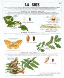 Buy Silk Teaching Chart at AllPosters.com