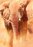 Buy Elephant Study at AllPosters.com