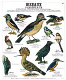 Buy Song Bird Teaching Chart at AllPosters.com