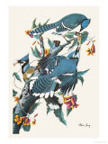 Blue Jay
