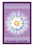Buy Jellyfish: Pectanthis Asteroides at AllPosters.com
