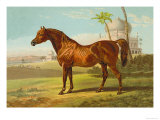 Buy Goldie Arab at AllPosters.com