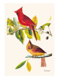 Cardinal