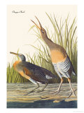 Clapper Rail