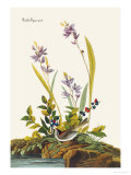 Buy Field Sparrow at AllPosters.com