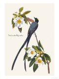 Fork-Tailed Flycatcher