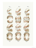 Buy Teeth Plate Description at AllPosters.com