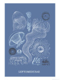 Buy Jellyfish: Leptomedusae at AllPosters.com