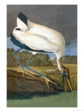 Wood Stork