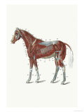 Buy External Muscles and Tendons of the Horse at AllPosters.com