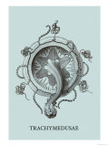 Buy Jellyfish: Trachymedusae at AllPosters.com