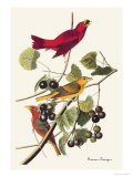 Summer Tanager