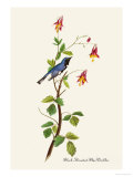 Black-Throated Blue Warbler