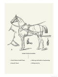 Buy Single Harness Horse at AllPosters.com