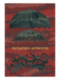 Buy Jellyfish: Pectanthis Asteroides at AllPosters.com