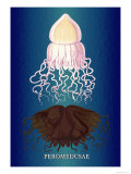 Buy Jellyfish: Peromedusae at AllPosters.com