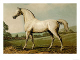 Buy Mambrino at AllPosters.com