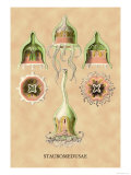 Buy Jellyfish: Stauromedusae at AllPosters.com
