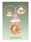 Buy Jellyfish: Narcomedusae at AllPosters.com