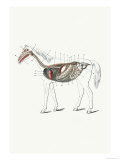 Buy Longitudinal Section of a Horse at AllPosters.com