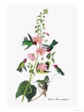 Anna's Hummingbird