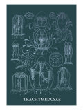 Buy Jellyfish: Trachymedusae at AllPosters.com