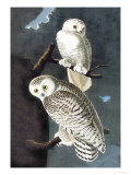 Buy Snowy Owl at AllPosters.com