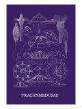 Buy Jellyfish: Trachymedusae at AllPosters.com