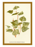 Leaves of the Lombardy Poplar
