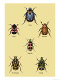 Buy Beetles of Cape, America, Manilla, N. Holland and Brazil at AllPosters.com
