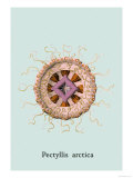 Buy Jellyfish: Pectyllis Arctica at AllPosters.com