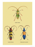 Buy Beetles: Lamia Ornata, L. Formosa and Desmocerus Cyaneus at AllPosters.com