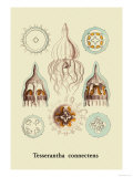 Buy Jellyfish: Tesserantha Connectens at AllPosters.com