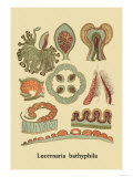 Buy Jellyfish: Lucernaria Bathyphila at AllPosters.com