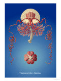 Buy Jellyfish: Thamnostylus Dinema at AllPosters.com