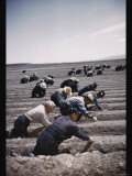 Buy Japanese-American Camp, War Emergency Evacuation at AllPosters.com