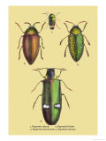 Beetles: Buprestis Chrysis B. Sternicornis