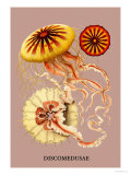 Buy Jellyfish: Discomedusae at AllPosters.com