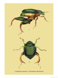 Buy Beetles: Scarabaeus Macropus and Chrysophora Chrysochlora at AllPosters.com