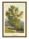 Aspen Poplar