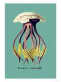 Buy Jellyfish: Leonura Terminalis at AllPosters.com