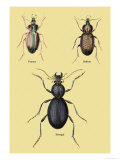 Beetles of Senegal, Britain and France