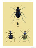 Beetles of Java, France, Cape and Europe