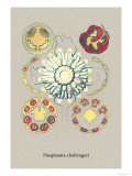 Buy Jellyfish: Nauphanta Challengeri at AllPosters.com