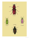 Beetles from North and South America and Spain