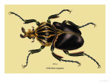 Beetle: African Goliathus Magnus