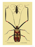 Buy Beetles: Acrocinus Longimanus and Lamia Subocellata at AllPosters.com