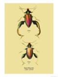 Beetle: Chinese Sagra Buquetu